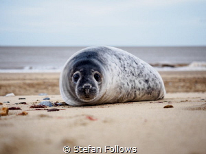 TGIF!

Grey Seal (pup) - Halichoerus grypus

Horsey, ... by Stefan Follows 